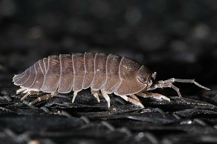 Isopodi: Armadillidium sp.